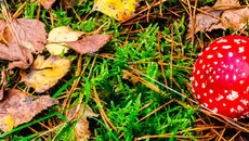 G-Nome - дата выхода