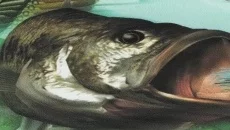 Action Bass - дата выхода