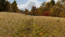 Walden, a game - дата выхода для Xbox One