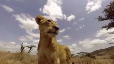 Virry VR: Feel the Wild - дата выхода для PlayStation 4