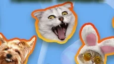 Candy Cat - дата выхода для Android