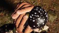 Mushroom Picker Simulator - дата выхода для PC