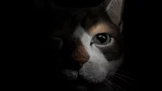 Etched Memories - дата выхода для PC