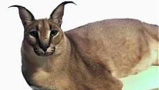 Big Floppa - дата выхода для Android