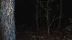 Paranormal Tales - дата выхода для PC