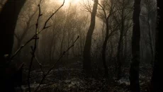 DIGESTED - дата выхода для PC