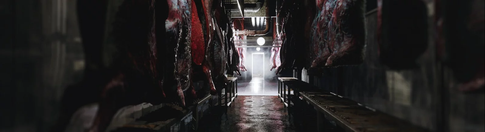 Mia's Hunt - что это за игра, когда выйдет, трейлер и видео, системные требования, картинки, цена, похожие игры 