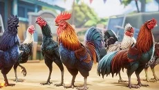 Rooster Fights - дата выхода для Android