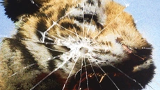 Wildlife Warfare - дата выхода для PC