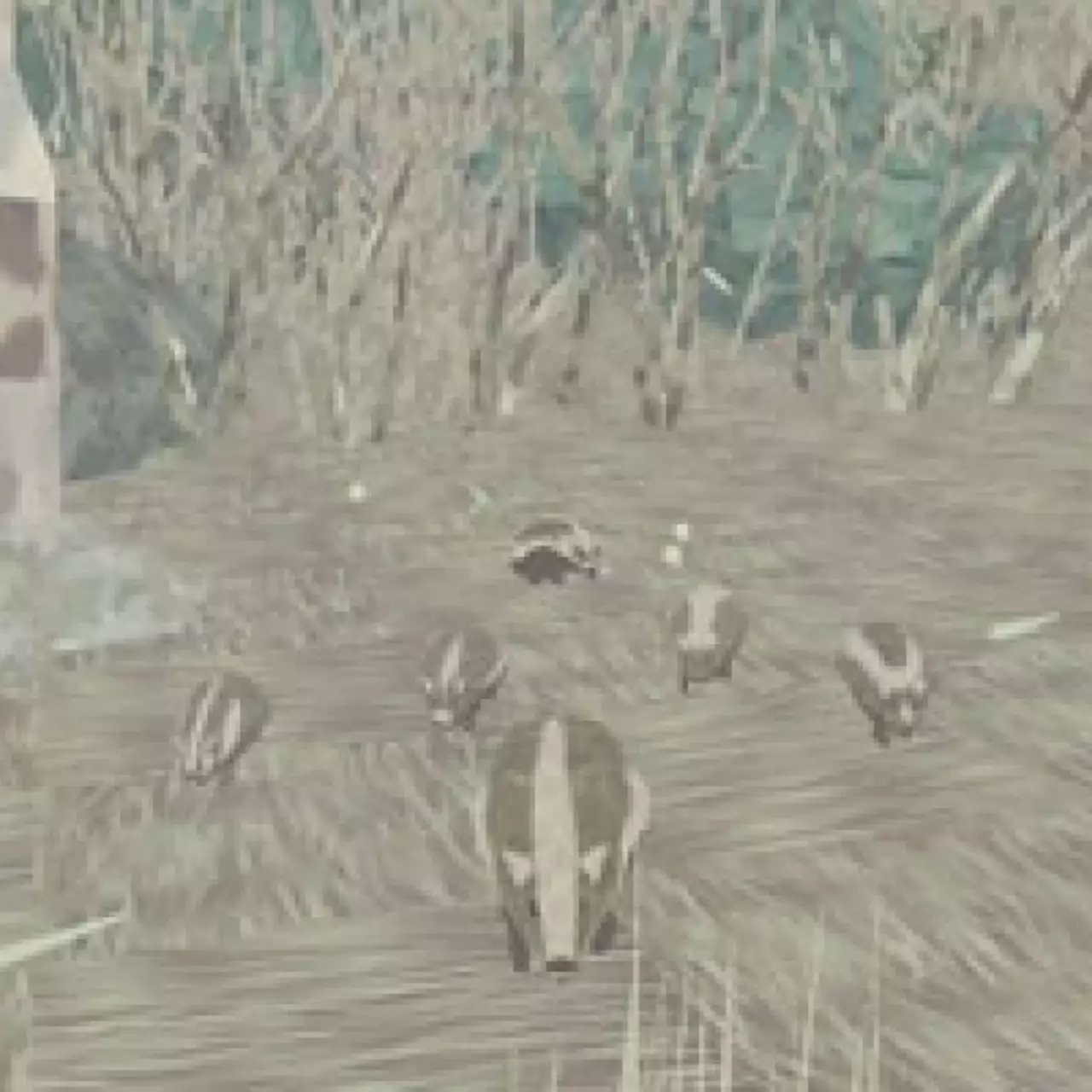 Анонсирован Shelter 2 — симулятор беременной рыси