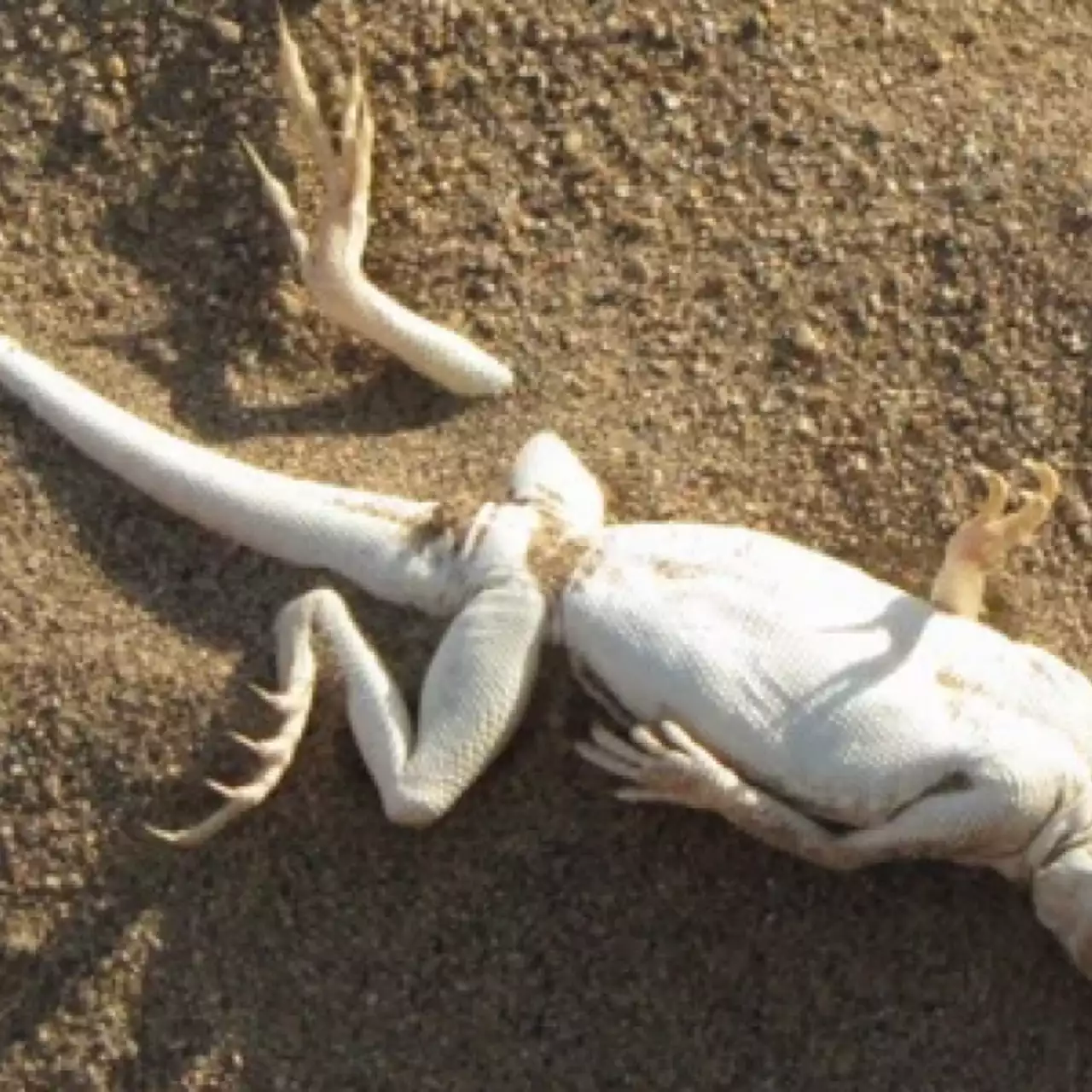 Хакеры Lizard Squad атакуют PlanetSide 2 и H1Z1