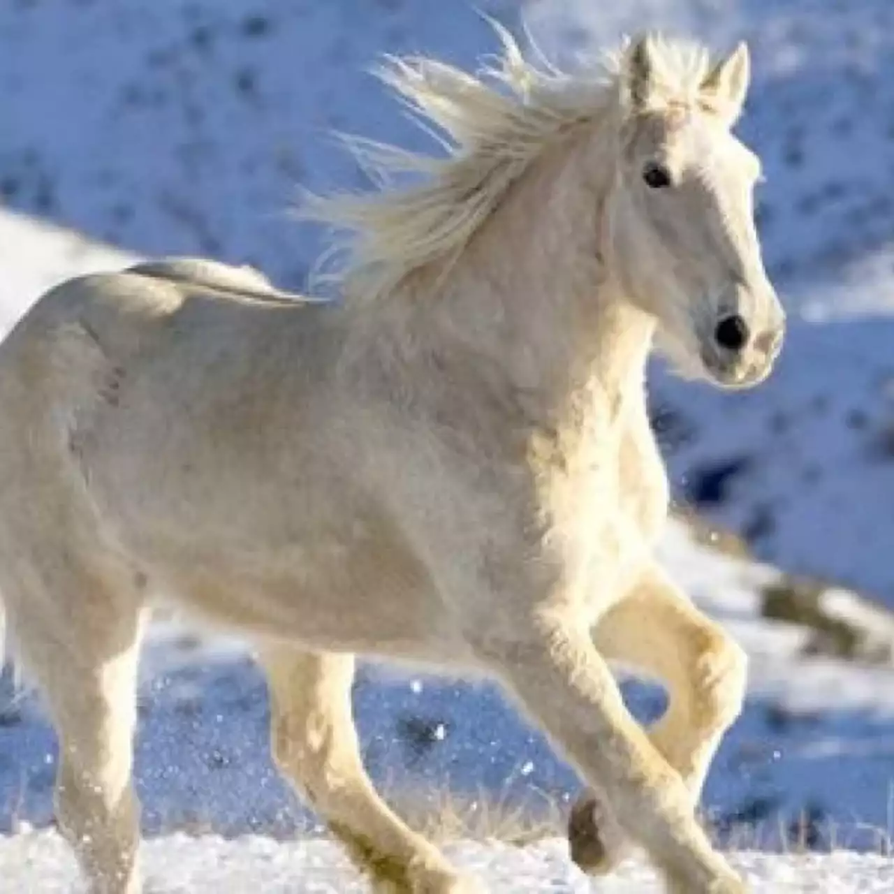 В дебютном трейлере Snow Horse лошадь катится по склону на сноуборде
