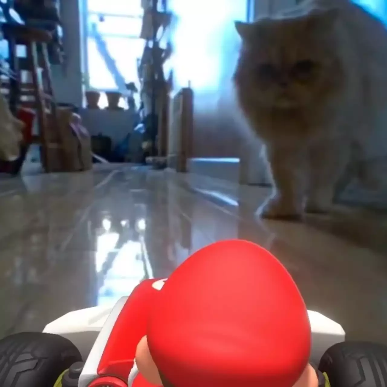 «Нипущу»! Коты мешают играть в Mario Kart Live: Home Circuit  — видео